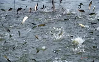 高温天气已经来临,夏季水温变化对淡水鱼养殖的影响